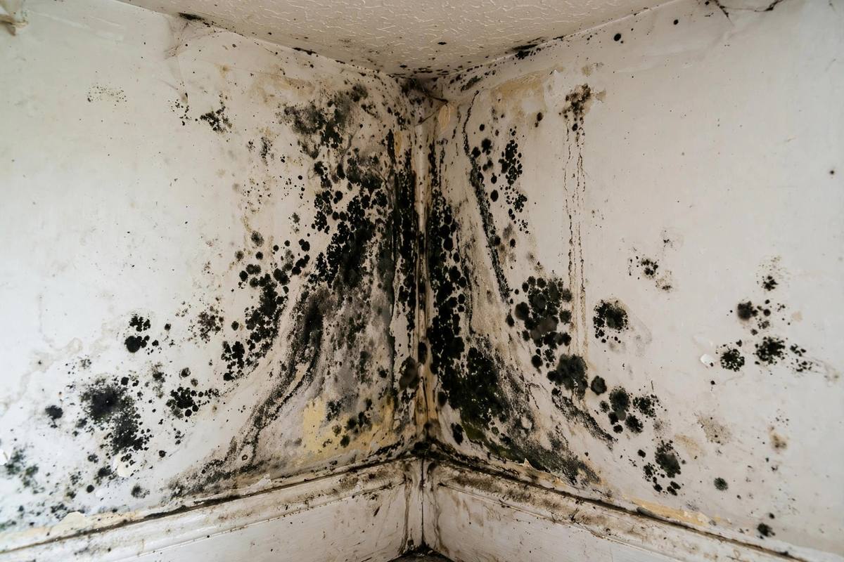 Black mold growth on drywall in the corner of a home interior