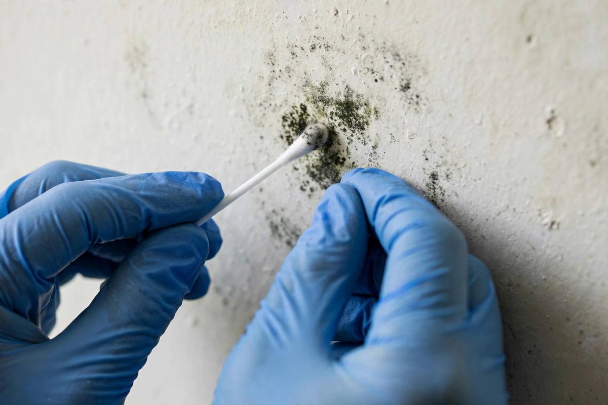 Technician hands swabbing a wall surface for a mold sample with gloves on